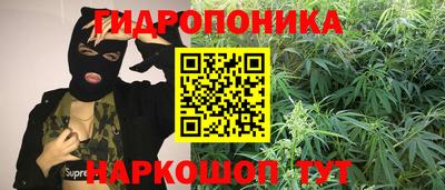 гашик Кингисепп
